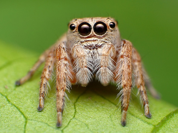 Все о пауках в Кыштыме | ЗооТом портал о животных