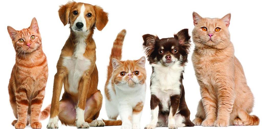 Доска объявлений о животных | ЗооТом - продажа, вязка и услуги для животных в Кыштыме