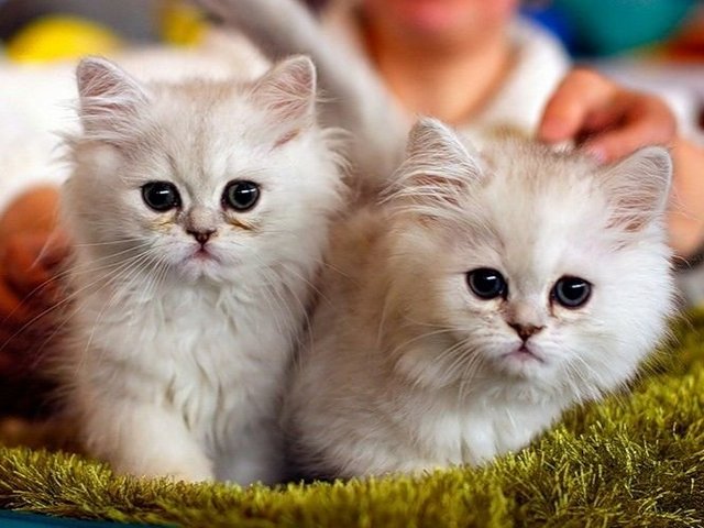 Породы кошек в Кыштыме | ЗооТом портал о животных