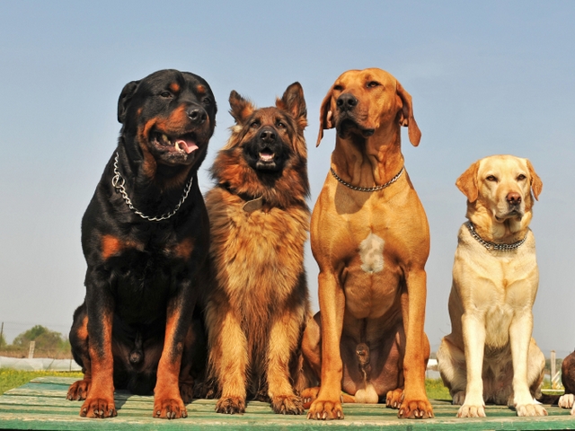 Крупные породы собак в Кыштыме | ЗооТом портал о животных